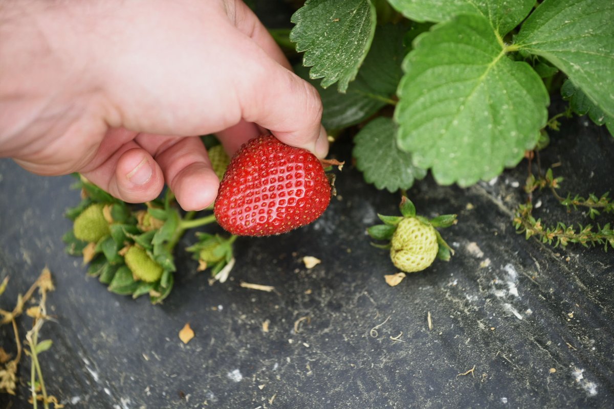 AlabamaAgCredit's tweet photo. #OTD in 1806, the first cultivated strawberry was displayed by Michael Kent. Before that, strawberries were grown and picked in the wild. #StrawberryFact https://t.co/PAhfF3YwfE
