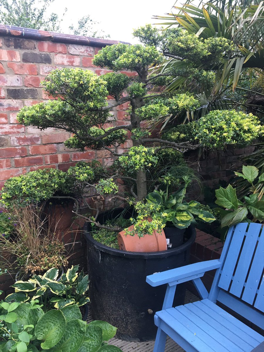 PotMagicProduct's tweet photo. Had an hour at the cloud tree and I am ecstatic with the results! It’s my favourite task in the whole gardening year #garden #GardenersWorld #Horticulture #cloudtree #gardeningtips #summer https://t.co/1g19fnuqdy