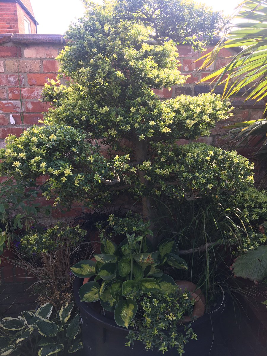 PotMagicProduct's tweet photo. Had an hour at the cloud tree and I am ecstatic with the results! It’s my favourite task in the whole gardening year #garden #GardenersWorld #Horticulture #cloudtree #gardeningtips #summer https://t.co/1g19fnuqdy