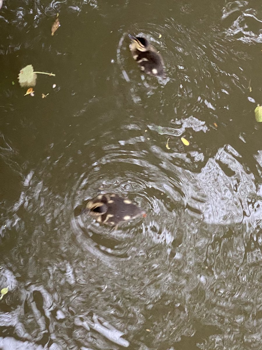 PCSAMaths's tweet photo. These boots are made for walking, entry 1: 5km walked in my new boots and baby ducks seen!!! #gomo #teamfarah #cowwalk @PCSASport https://t.co/6RoATgmTRt