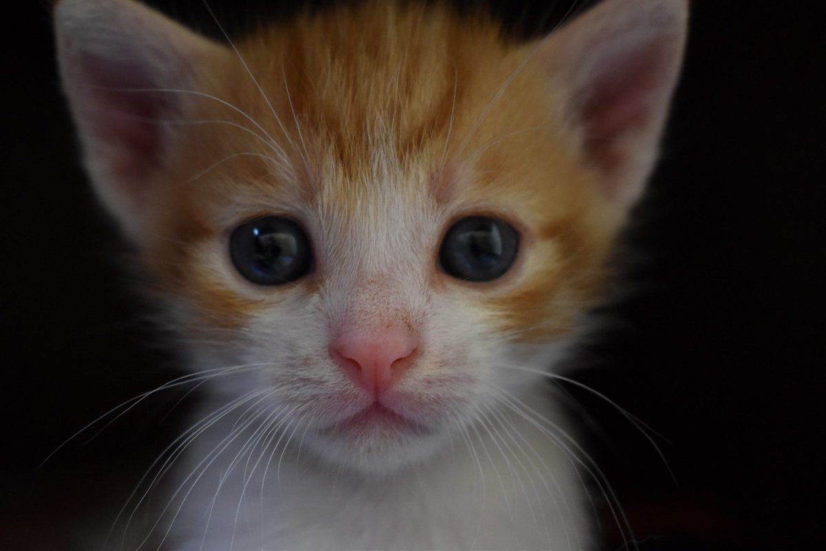 MeowMoeDotCom's tweet photo. When a #Pair of #Eyes can tell #Thousand of #Stories. [This #Amazing #Photo was taken by #Zoritsa #Valova]
 
#Cats #Cat #Kittens #Kitten #Kitty #Pets #Pet #Meow #Moe #CuteCats #CuteCat #CuteKittens #CuteKitten #MeowMoe 
 
https://t.co/waUdXORzJC https://t.co/YlUz20CZCR