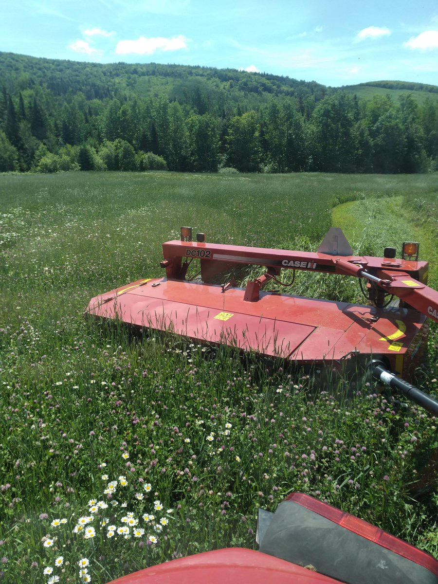 garviemtnangus's tweet photo. Finally, after a little bit of much needed moisture, the hay crop is looking better. Alot more moisture is needed tho. Very dry for June/July. ๐ค #backinthecut #cowchow https://t.co/l1DauhUJ1j