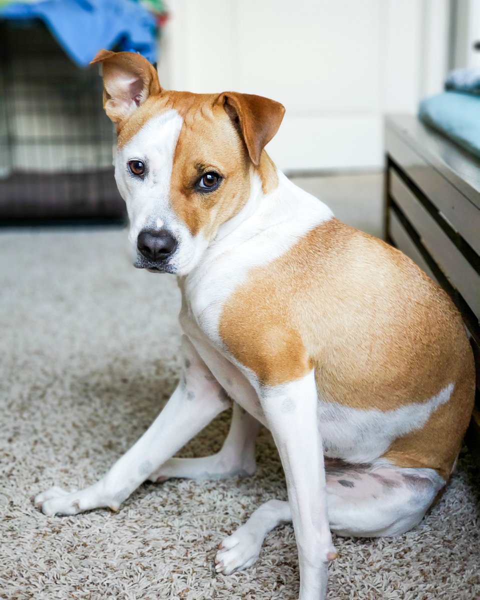 restlypets's tweet photo. Why are some dogs afraid of fireworks while others don't seem bothered? @smithsonianmagazine shares some insight:
"For some dogs, early life conditioning can make the difference in their sensitivity to sound. Like human infants, puppies undergo critical stages of development when https://t.co/s1qs8xsroT
