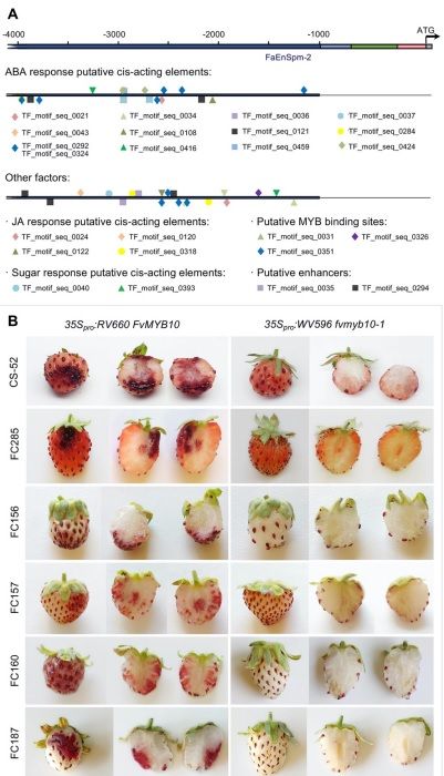 Allelic Variation of MYB10 is the Major Force Controlling Natural Variation of Skin and Flesh Color in Strawberry (Fragaria spp.) fruit

biorxiv.org/content/10.110…
#plantscience #AllelicVariation #Strawberry ♻️