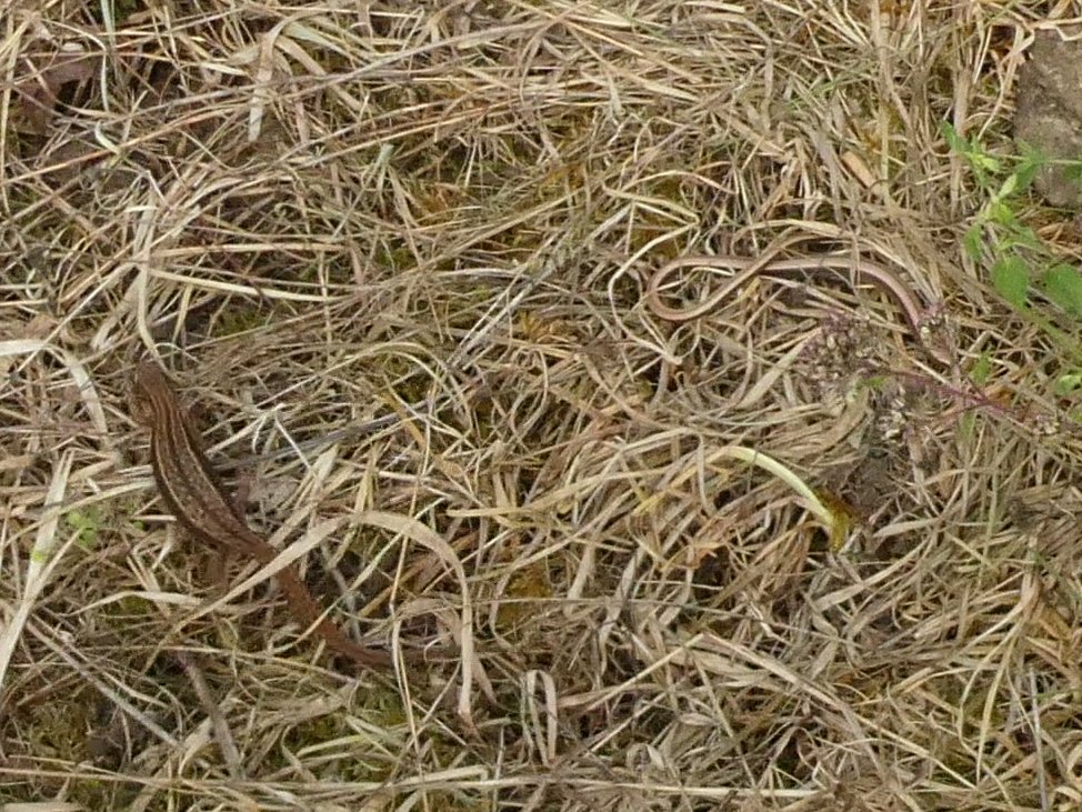 3 common lizards & a slow worm, Hutchinson's Bank & Chapel Bank, Croydon this afternoon. #lizard  #slowworm  #Croydon  #wildlifephotography  #reptiles  #LondonWildlifeTrust  #HutchinsonsBank