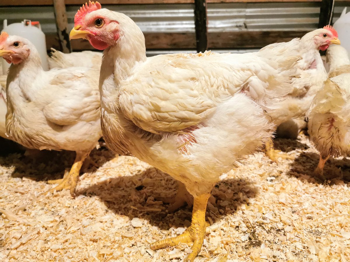 ydb_ZN's tweet photo. Stress Pack ONLY Chickens. #farmingWithPassion #FarmingWithLove #Farmer https://t.co/LSdq6nrtLP