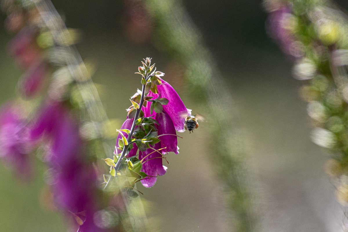 Loulabelleruns's tweet photo. Bees working hard amongst the foxgloves
#essentialpollinators
@DevonSculpture https://t.co/2vhpDIxCvk