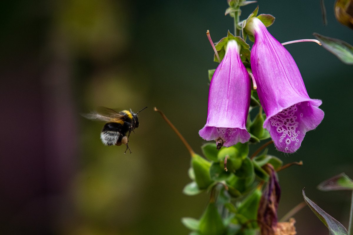 Loulabelleruns's tweet photo. #Bees
#Essentialpollinators
@DevonSculpture https://t.co/a4RSP5ZOFm