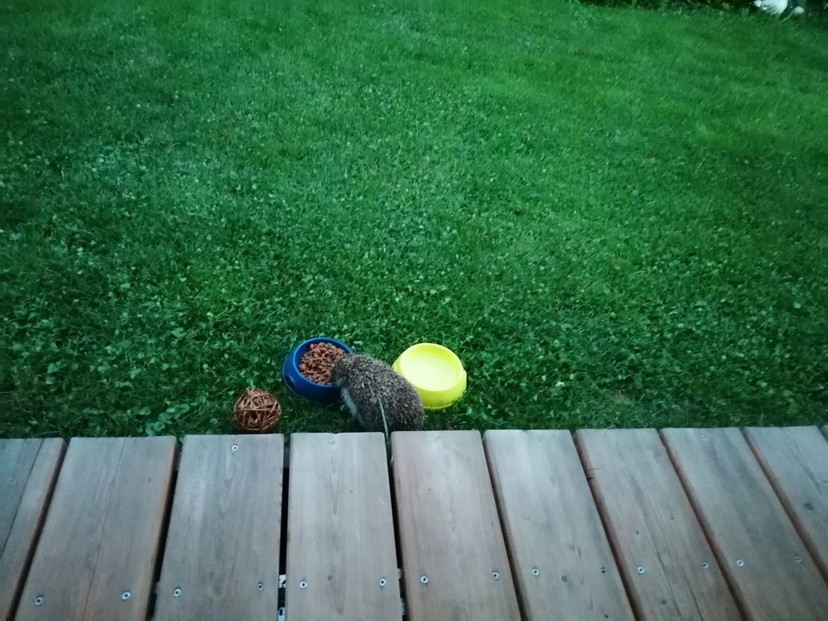 AmselSchnabel's tweet photo. #igelupdate
Obwohl heute Hochbetrieb im Garten war, hat sich Flora wieder mal bei Tageslicht blicken lassen! Kurz geknabbert, dann war es ihr aber doch zu viel und sie hat sich ins Gebüsch verzogen. https://t.co/lF0MtZKmd8
