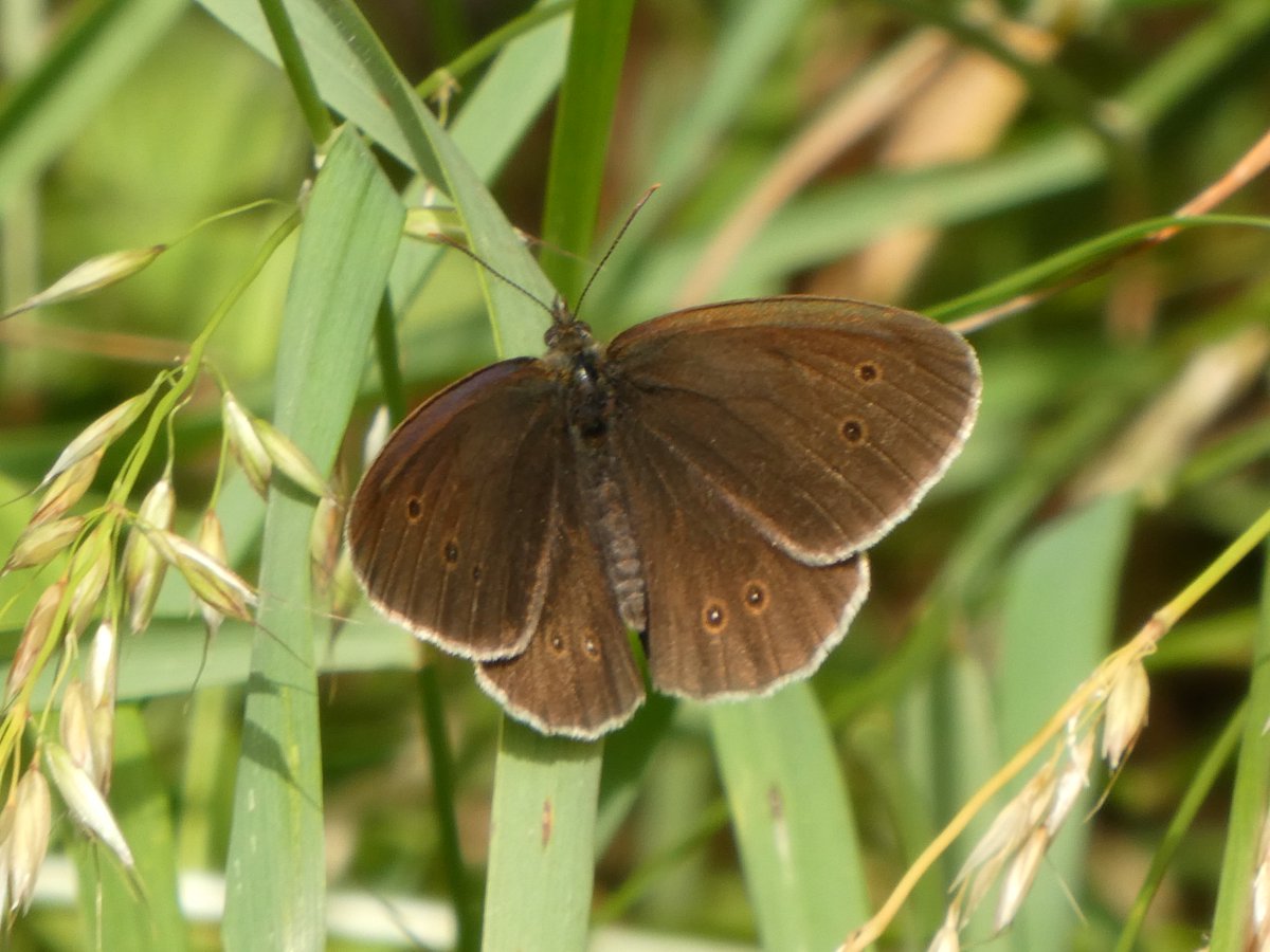 Hutchinson's Bank is best known for its butterflies - here's a few of them.  #HutchinsonsBank  #Croydon  #butterfly  #butterflies  #LondonWildlifeTrust