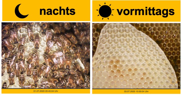 we4bee's tweet photo. Nacht-Tag-Vergleich in einem we4bee-System in Waldsee 🐝 #we4bee #wuerzburg #bienen #imkerei #daten #bigdata #bildung #insekten #natur #kunst #fleiss #team #bildung #umwelt #schule https://t.co/KA8Njf370k