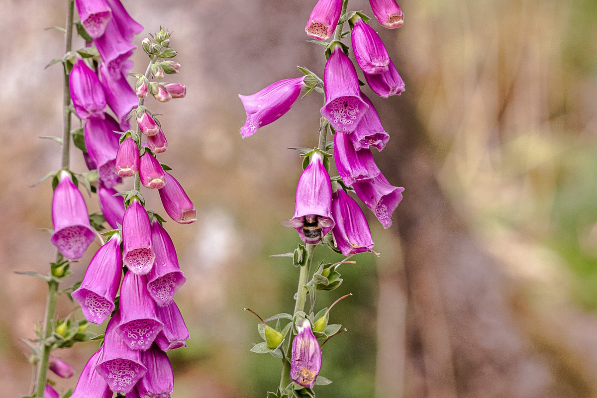 Loulabelleruns's tweet photo. Bumble #bees bums and foxgloves\
#essentialpollinators
@Devonsculpture https://t.co/4cP9gfrbRY