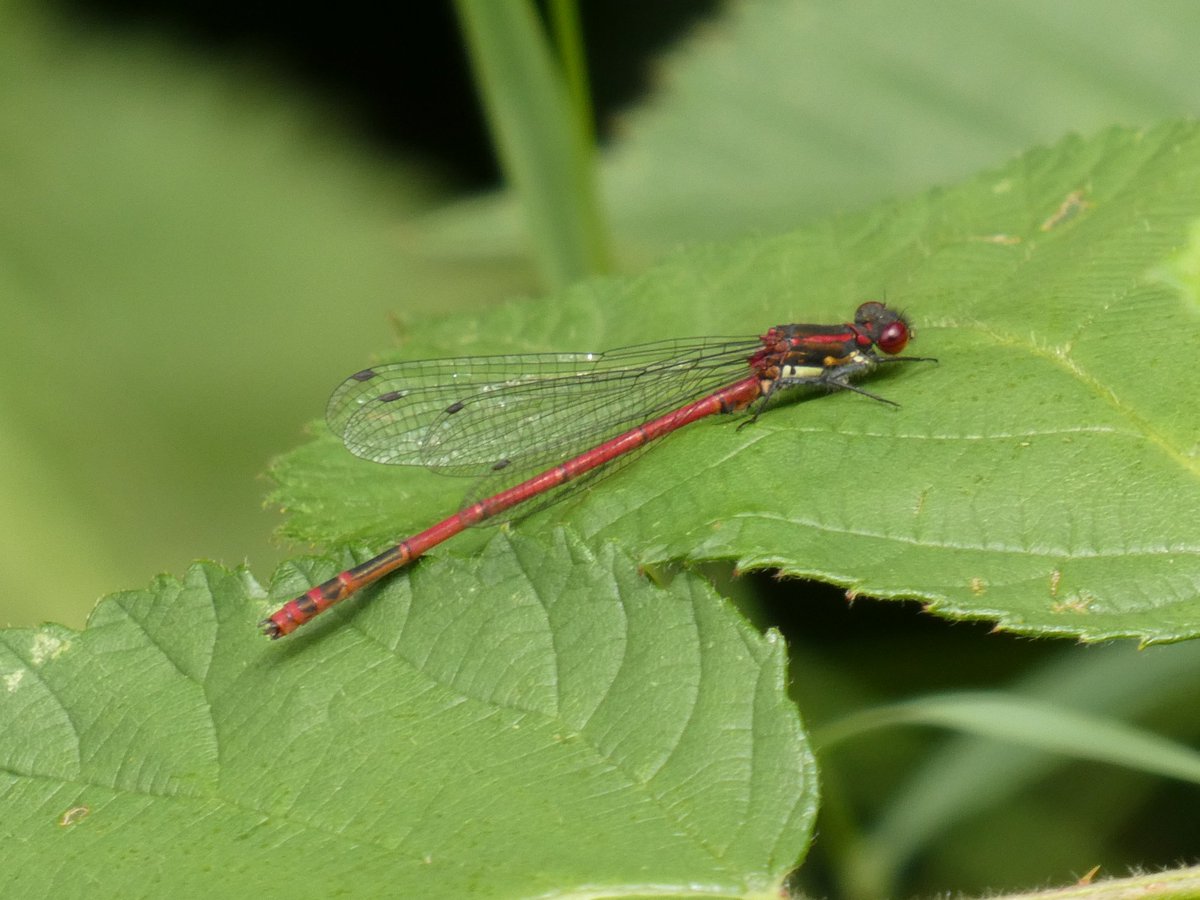 Large red damselfly, some kind of butterfly or moth, cricket & grasshopper. Hutchinson's Bank, Croydon. #Croydon  #insects  #damselfly  #butterfly  #cricket  #grasshopper  #wildlifephotography
