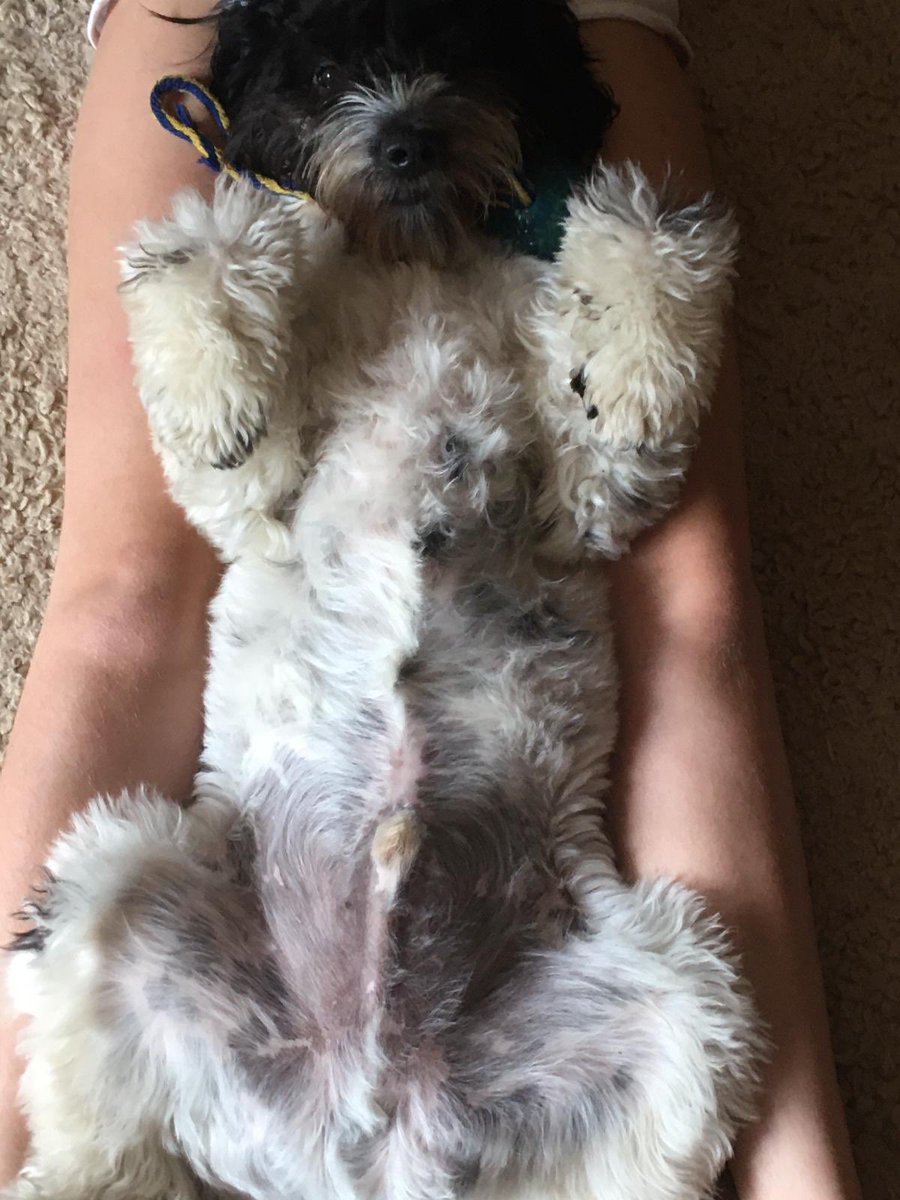 loopscol's tweet photo. @Sheridansmith1 @poochperfectuk Splodge the Sproodle (Springer/Poodle cross) 😍🐶💓 https://t.co/8hnXINmFKs
