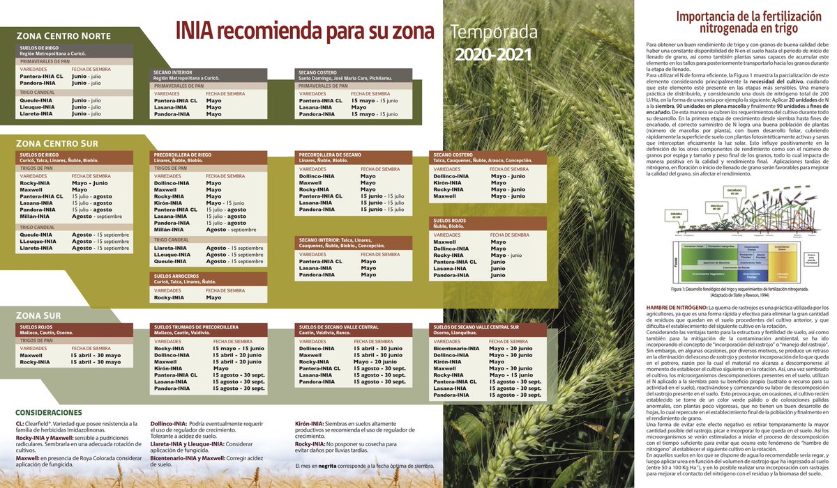 La producción de trigo nacional es fundamental para la alimentación del país. Recomendación trigo harinero y candeal para siembras de primavera. Trigos de alto rendimiento, buena calidad y resistentes a enfermedades. Gran aporte Programa Mejoramiento Trigo INIA <a href="/Ivanchillan/">Ivan Matus</a>