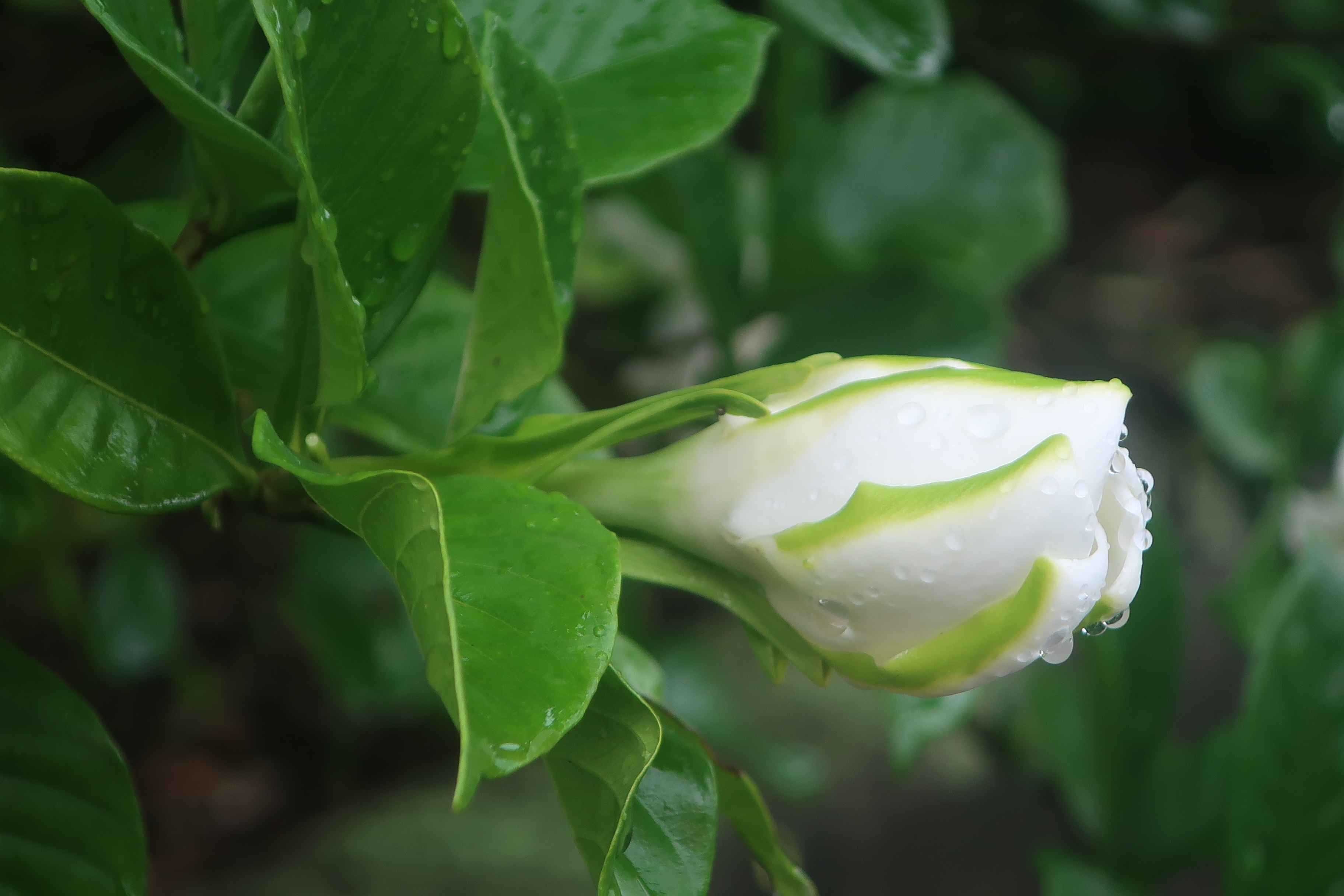 神代植物公園 ニュース スタッフより 園芸係 ばら売店休憩所脇でクチナシ の花が咲き始めました 今日は雨で甘い香りは弱いようですが 近くを通るとステキな匂いがしますので お楽しみください 蕾はたくさんあります クチナシはアカネ科の植物で