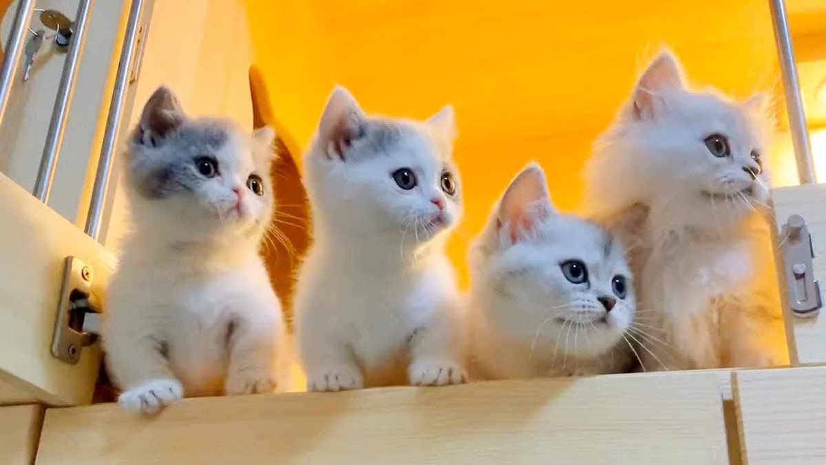 MeowMoeDotCom's tweet photo. Bigo Baby Cats Video - Funny ...
#Cats #Cat #Kittens #Kitten #Kitty #Pets #Pet #Meow #Moe #CuteCats #CuteCat #CuteKittens #CuteKitten #MeowMoe #AnimalCompilation #AnimalVideos #AwwAnimals #BabyAnimalVideos #BabyAnimals #BabyCat #BabyCats
https://t.co/nb4GqxMjOB https://t.co/TDhcOi6KE0
