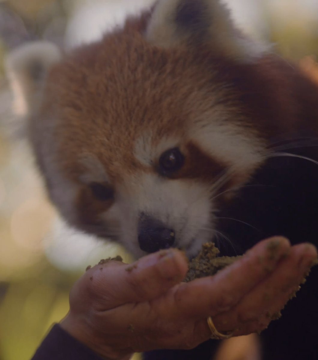 Check out our adorable Red Pandas in action @symbiowildlifepark instagram.com/tv/CCM4PjgB3l7…
