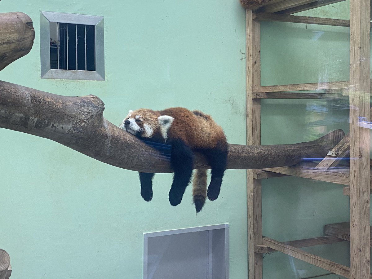 愛 貸し切り状態の動物園に来たらレッサーパンダがやる気なさ過ぎた Togetter 愛 貸し切り状態の動物園に来たらレッサーパンダがやる気なさ過ぎた Togetter