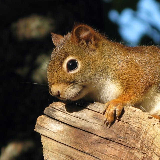 Squirrel Portrait