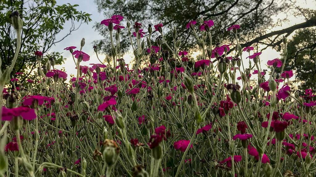 Beautiful park. Thanks Bette Miller.
.
.
.
.
.
#flowers #flowersofinstagram  #nycparks #forttryonpark #manhattan #nyclandscape instagr.am/p/CCM6s7mFtku/