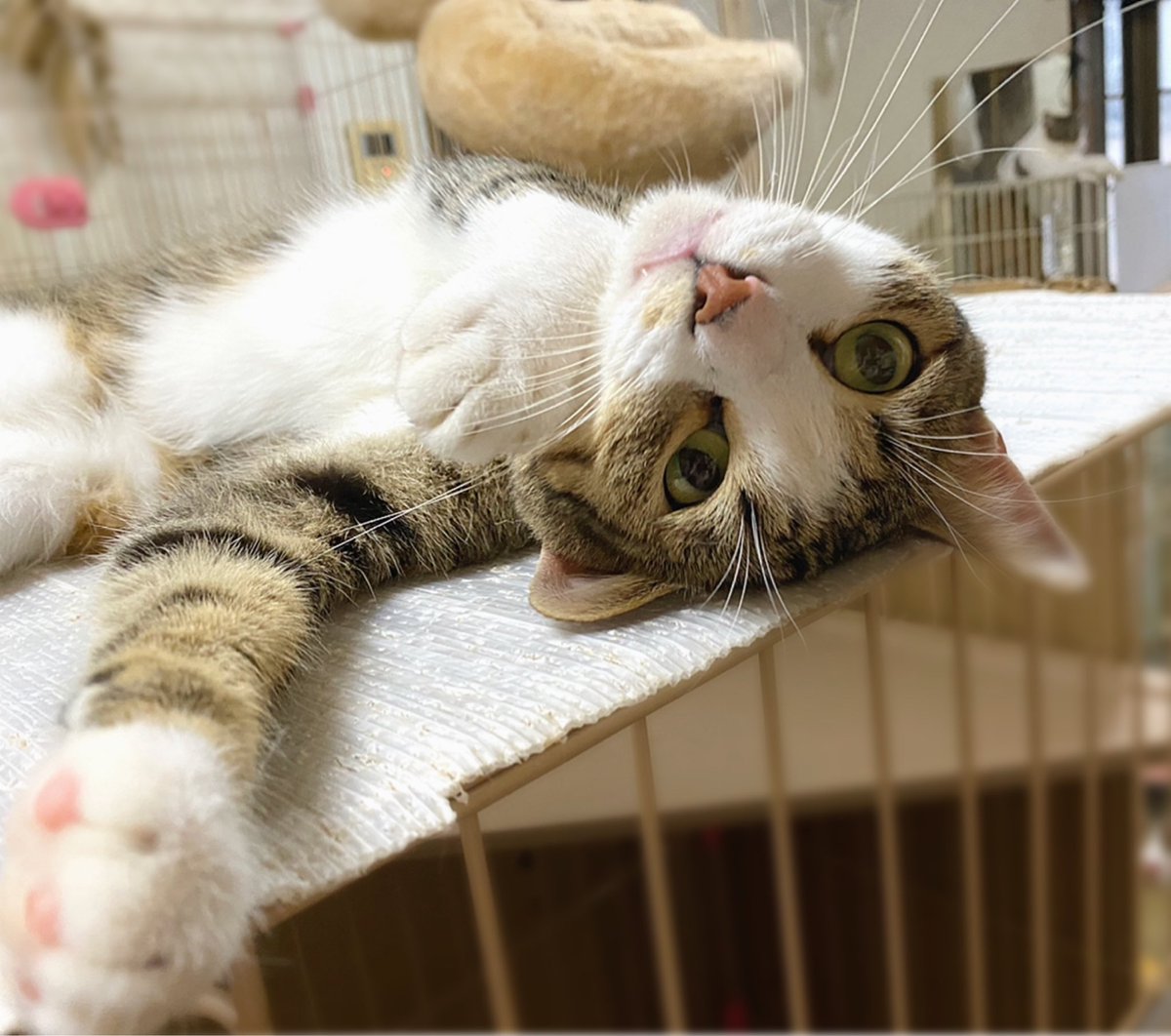 おはようございます♪
お仕事行って来ます！
写真は透。
大きな体で甘えてます（笑）

#猫 #猫のいる暮し #猫好きさんと繫がりたい