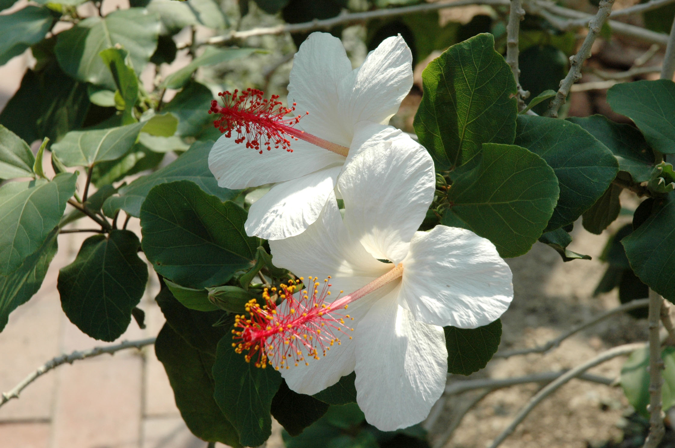 تويتر 咲くやこの花館 على تويتر 急遽決定 ハワイアンボタニカルマーケット 7月11日 12日の土日に正面入口付近にて ハイビスカス オヒアレフア プルメリア ピカケなどハワイの植物販売の出店があります また 館内でもハワイ原種のハイビスカス等が見頃です