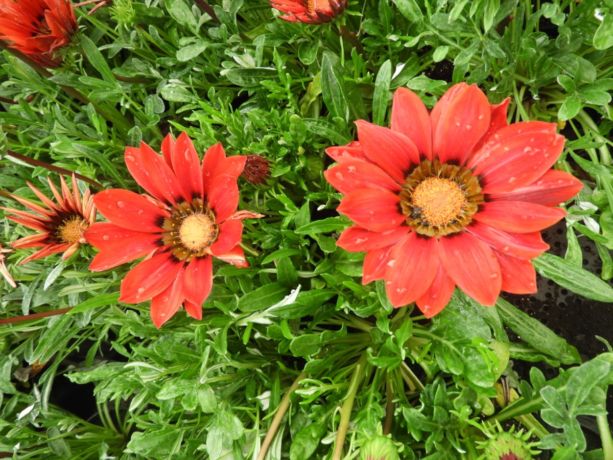 花のまつうら على تويتر とっても綺麗なガザニア まだ販売しています ガザニア 花のまつうら