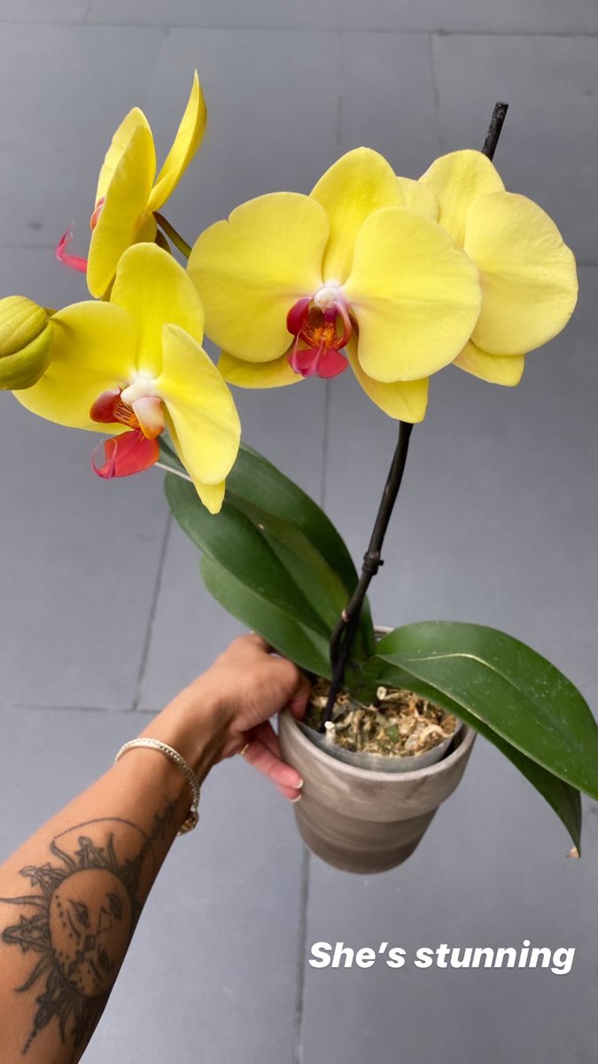 🌻