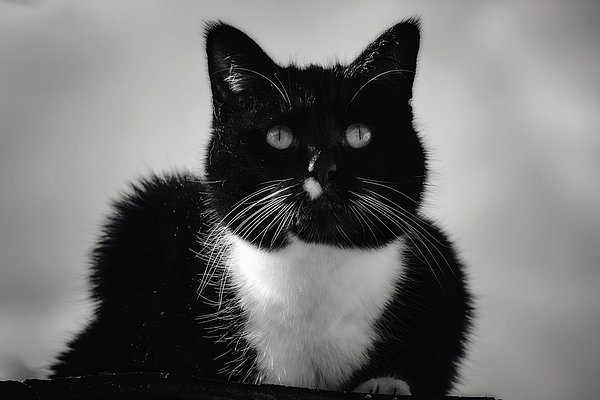 melanielankford's tweet photo. New artwork for sale! - "Black and White Cat" - https://t.co/ewI8auk2Tv @fineartamerica https://t.co/IsSSSz2gt3