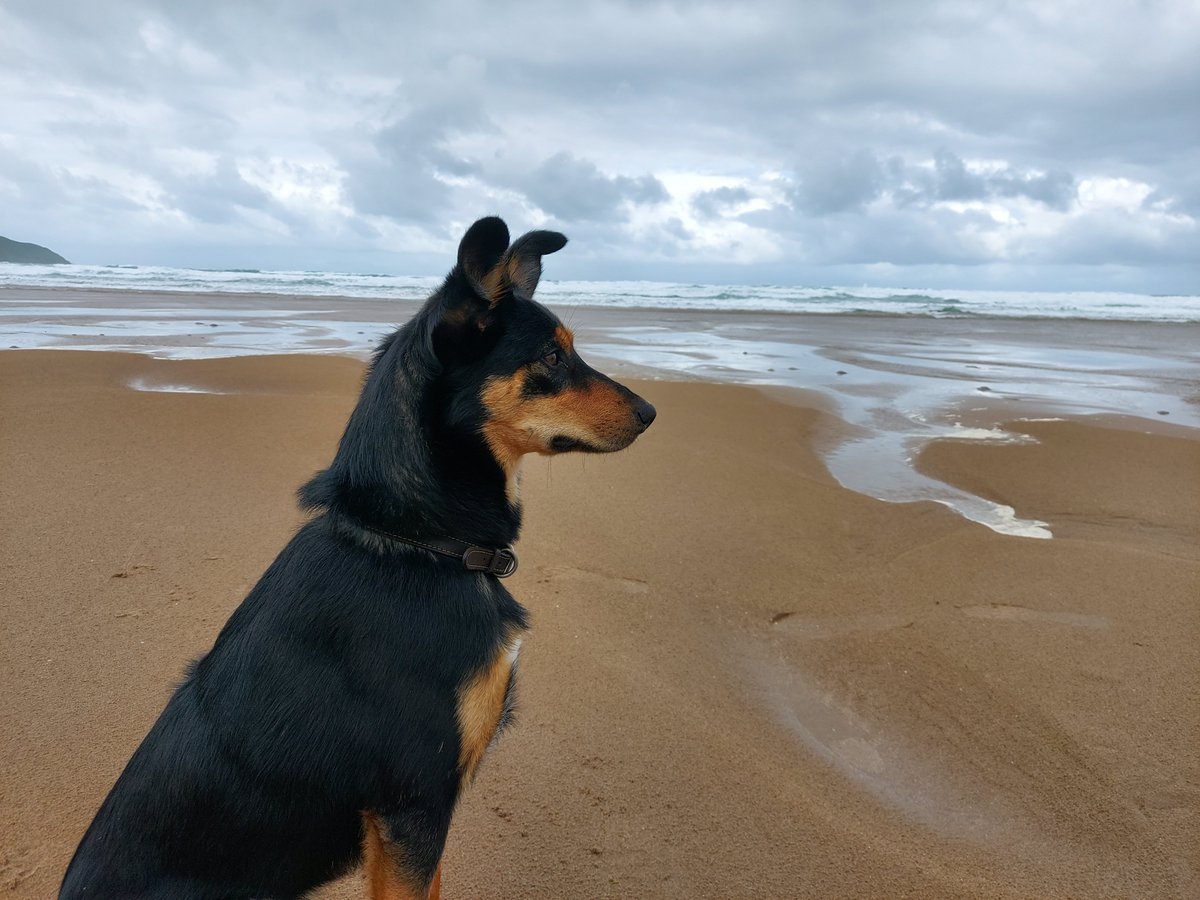 FarmNorthcote's tweet photo. Wilbur keeping an eye out for the tourist invasion he has been promised.
#dogsofdevon
#visitdevon
#MayThe4thBeWithYou
#itstouristtime
#dogsoftwitter https://t.co/MveKnNCPtU