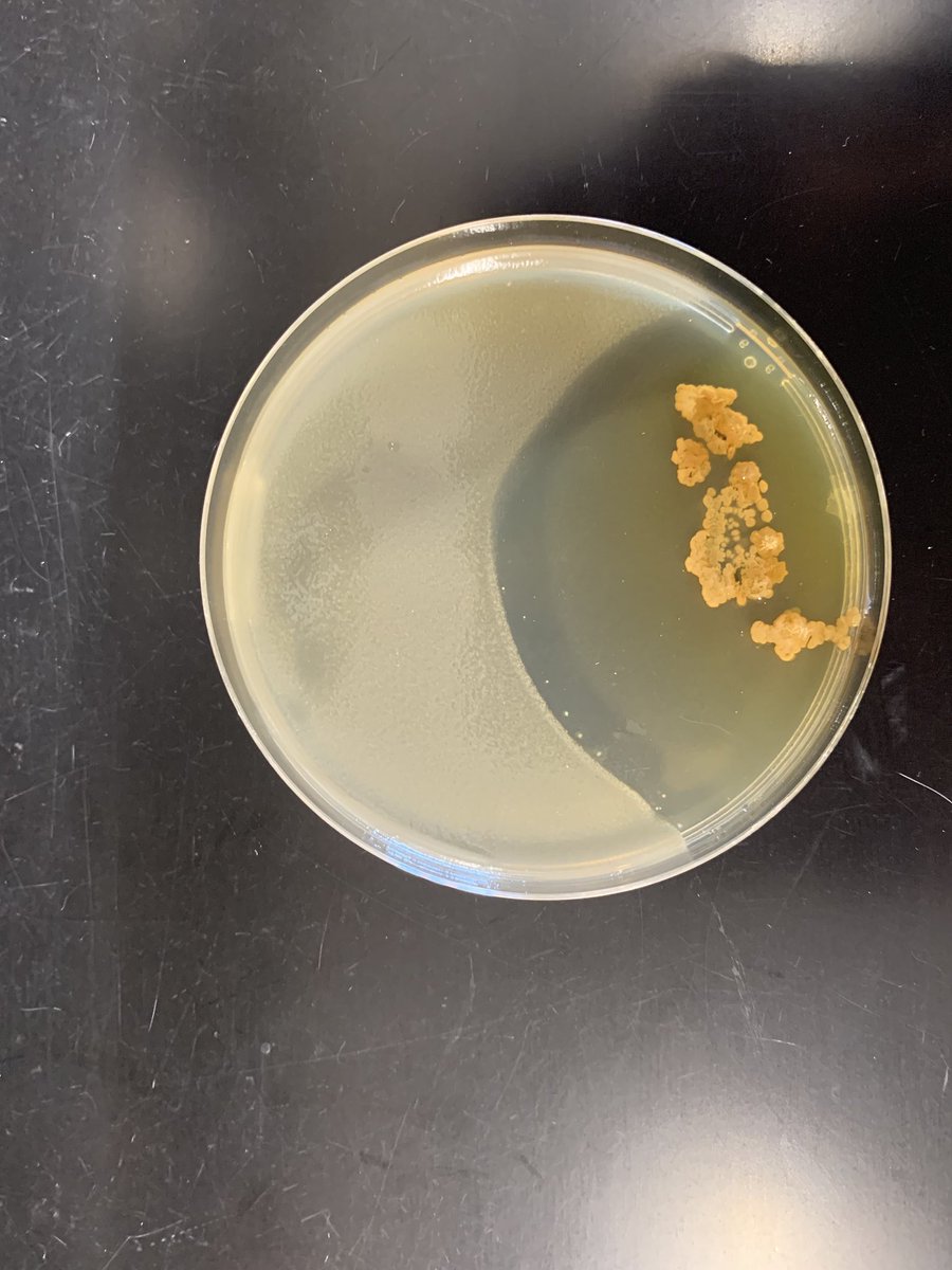 malonekn's tweet photo. Agar diffusion bioassays never get old for me! I hope the @TinyEarthNet Chemistry students find it as exciting as I do... https://t.co/ozSdJ5jEzk