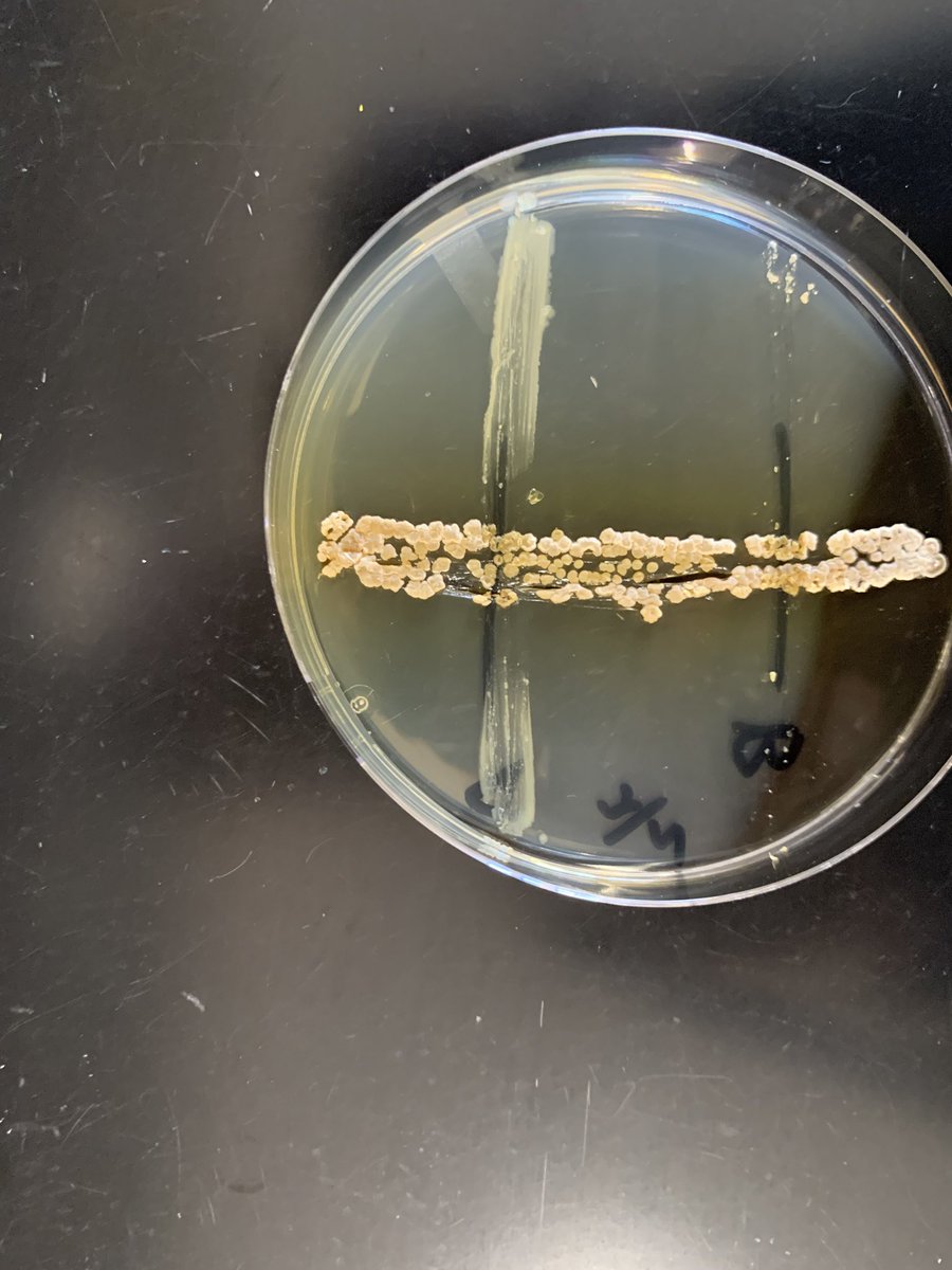 malonekn's tweet photo. Agar diffusion bioassays never get old for me! I hope the @TinyEarthNet Chemistry students find it as exciting as I do... https://t.co/ozSdJ5jEzk