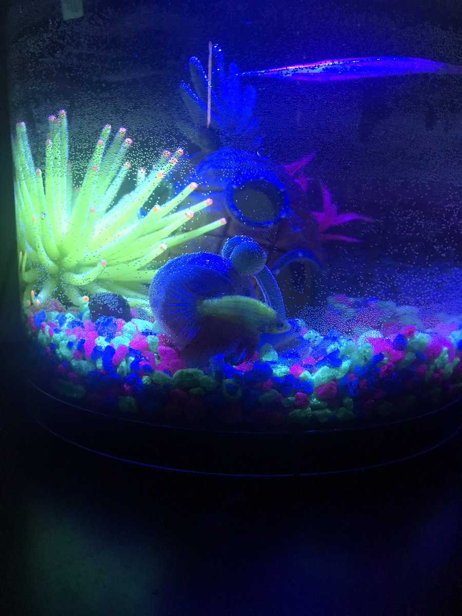 richiebeautyart's tweet image. The newest member of my family named after @TheRealElvira #ElviraSwimstressOfTheTank She loves laying down on her leaf hammock watching scary movies and hanging out at night with her friend Gary the Snail. #glofish