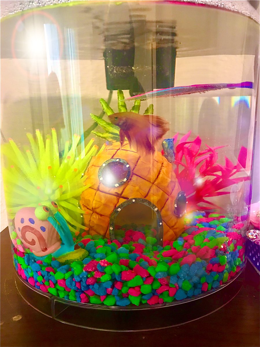 richiebeautyart's tweet image. The newest member of my family named after @TheRealElvira #ElviraSwimstressOfTheTank She loves laying down on her leaf hammock watching scary movies and hanging out at night with her friend Gary the Snail. #glofish