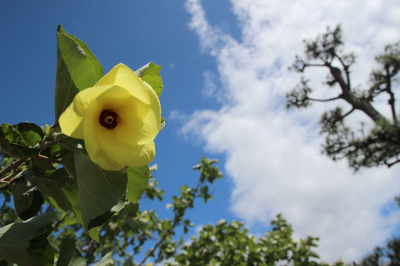 緑の桜 いいね消滅中 ハマボウ 浜朴 花言葉 楽しい思い出 がまだすドーム側の海辺にて T Co Vnnzpvdzle Twitter