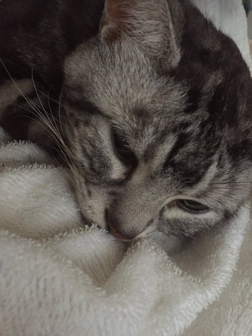 お猫様何だか元気がない
食欲はあるけど 