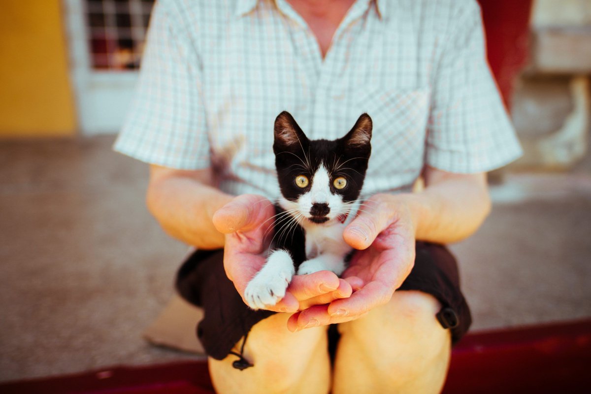 CatWriters's tweet photo. #Tips for adopting a shelter cat! You KNOW you want to so get the best #advice here: Vital Essentials is a #cwa2020sponsor. https://t.co/Y54T3X538f 
#cwasponsor #adoptasheltercatmonth @VitalEssentRaw https://t.co/FRGbcOXLEA