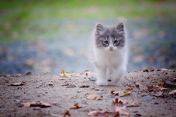 melanielankford's tweet photo. New artwork for sale! - "Kitten out for a Stroll" - https://t.co/E7pro2QHWt @fineartamerica https://t.co/AG2vT1RuuT