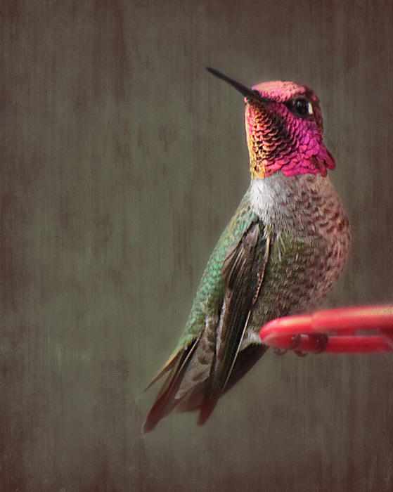 melanielankford's tweet photo. New artwork for sale! - "Hummingbird Flare" - https://t.co/j4GnYPW7R7 @fineartamerica https://t.co/1D2YfXILAt