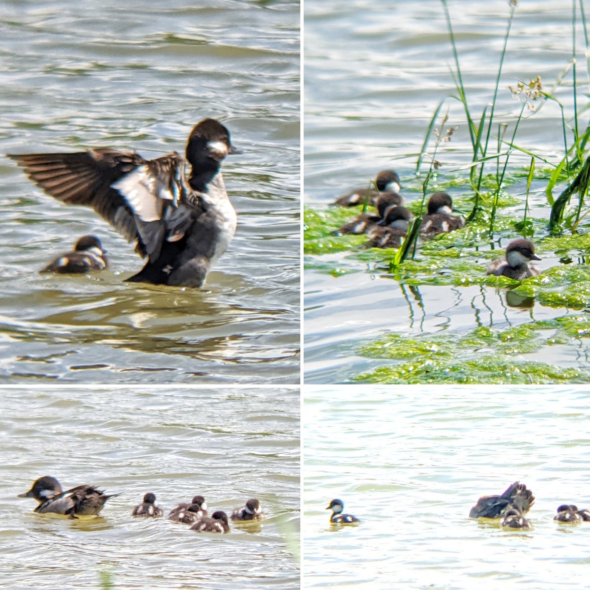 Thanks to the help of some friends, I learned that those new babies were bufflehead ducks! Really tricky to get a decent photo of, but there are 5 new hatchlings at the duck pond now! 