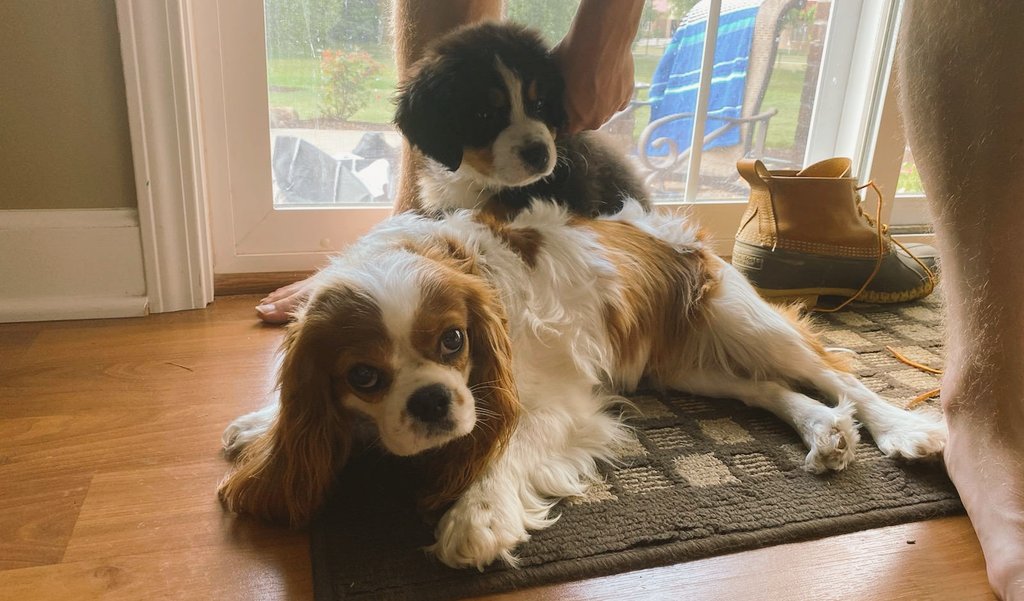 TornadoTeds's tweet photo. Teddy had a great time meeting her fellow packmates @lahnahappynappy and @BiglyPuff! Here are some action shots! #teddythebmd https://t.co/rMeVzbYPoP