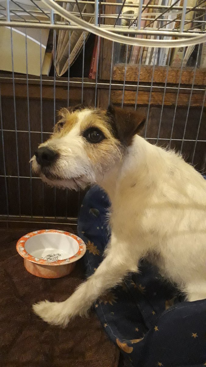 Pupdate! Wombat has emptied the (sparsely populated) bowl!We're also getting increased incidence of tail wags. His worst attack, that took 5 days. Feeling positive 