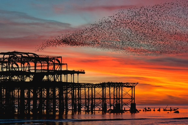  https://www.westpier.co.uk/memories/starlings/ https://en.wikipedia.org/wiki/West_Pier 