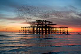  https://www.westpier.co.uk/memories/starlings/ https://en.wikipedia.org/wiki/West_Pier 