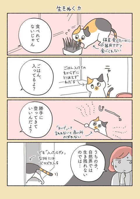 不器用な猫と、いらん心配する私 