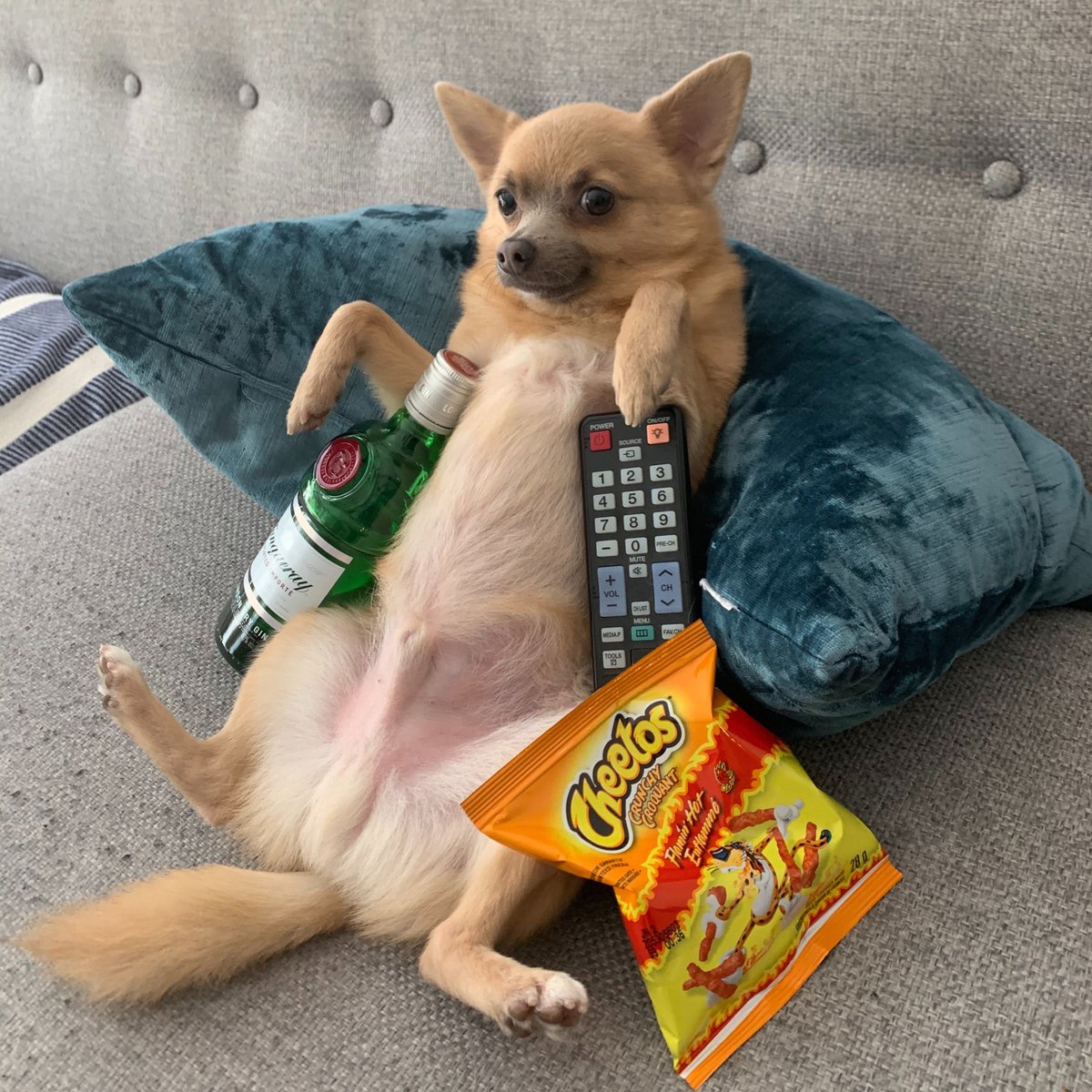 kinsta's tweet photo. Friday mood π Happy weekend, everyone!
#DogsofKinsta https://t.co/Hvkc5XcDqk