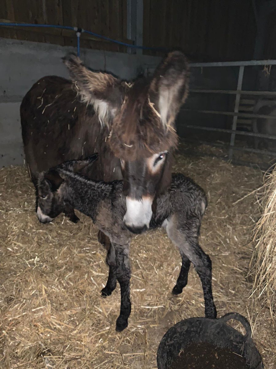 We have just had a little donkey born at the farm park in the last hour, all looks well. We will post more photos in the morning!! 😍