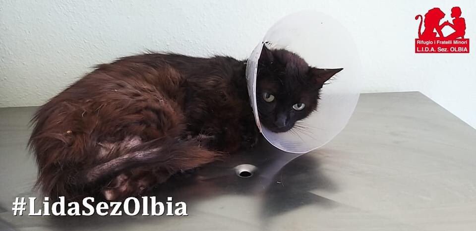 LidaSezOlbia's tweet photo. #Micio #Thomas è stato portato in clinica per una visita specialistica. Il #referto è un po’ complicato da comprendere per noi profani, ma non dice niente di buono.
Chiediamo ancora una volta il vostro sostegno per poter affrontare tutti gli esami e le cure di cui avrà bisogno ⤵️ https://t.co/tEGEmZ7qu9