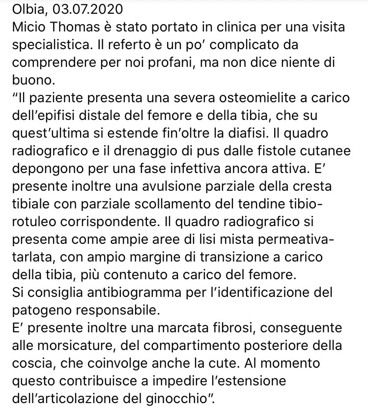 LidaSezOlbia's tweet photo. #Micio #Thomas è stato portato in clinica per una visita specialistica. Il #referto è un po’ complicato da comprendere per noi profani, ma non dice niente di buono.
Chiediamo ancora una volta il vostro sostegno per poter affrontare tutti gli esami e le cure di cui avrà bisogno ⤵️ https://t.co/tEGEmZ7qu9